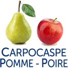 Carpocapse de la pomme, du poirier, du noyer et du prunier