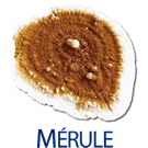 La mérule pleureuse