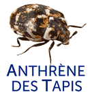 Anthrène des tapis