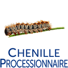 Chenilles processionnaires