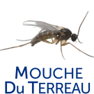 Mouche du terreau