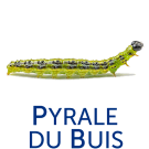 Pyrale du Buis