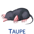 taupes, Piège à taupes