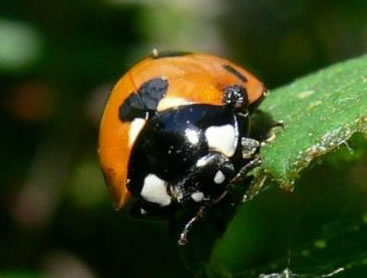 Coccinelle